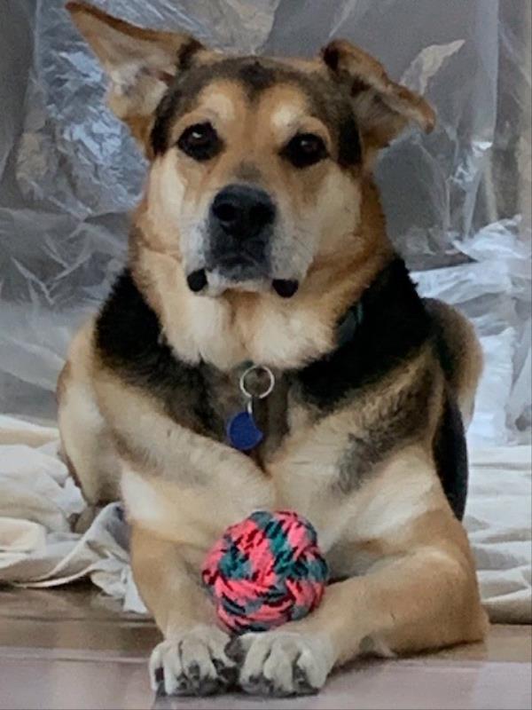 /Images/uploads/Friends of Seal Beach Animal Care Center/2022sbacc/entries/20935thumb.jpg